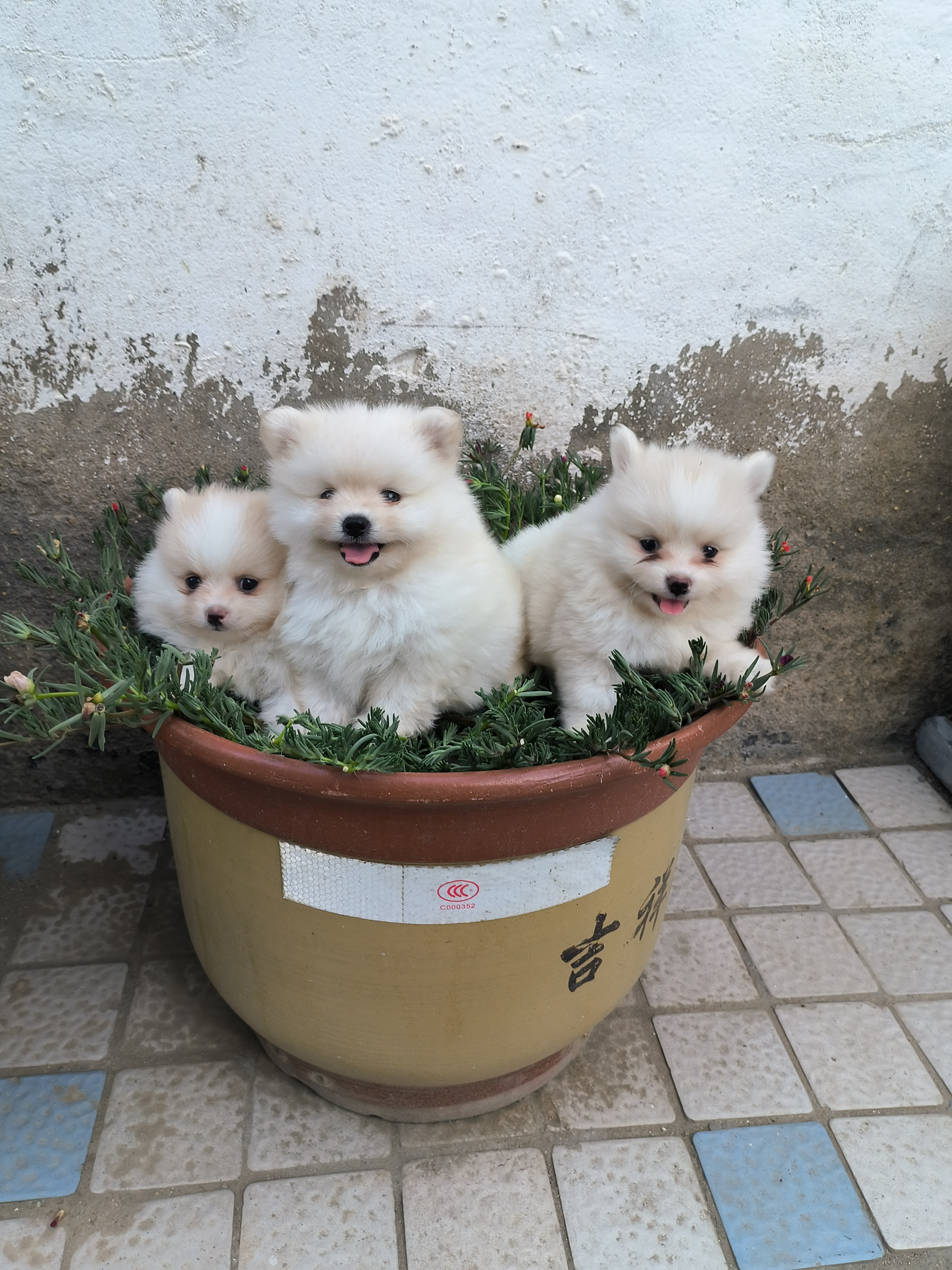 浅花白博美